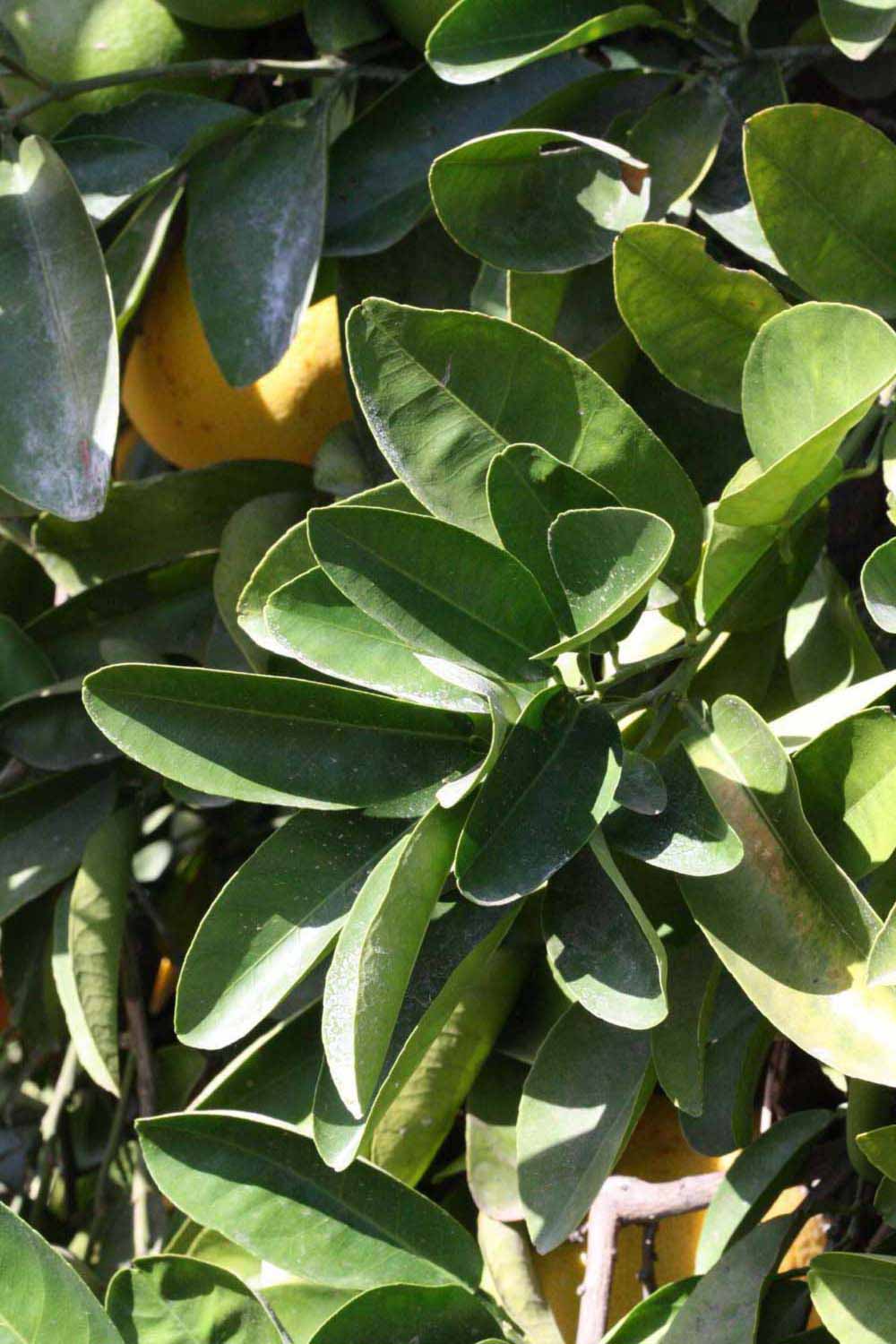              Sun leaves (Riverside, CA)       